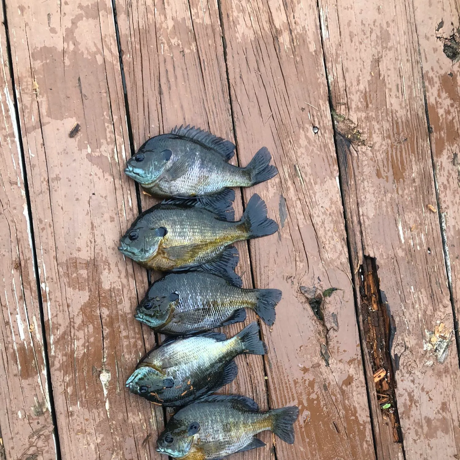 recently logged catches