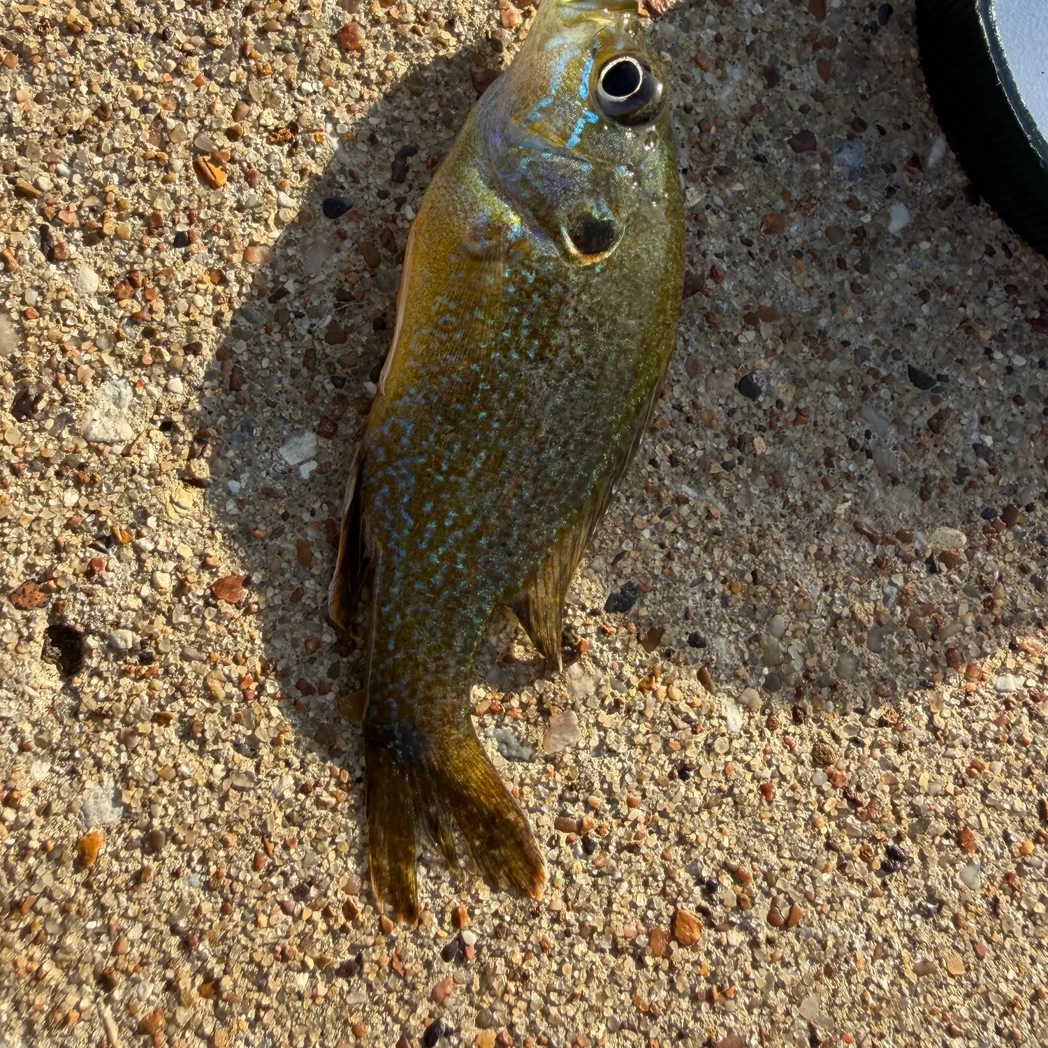 Green sunfish caught on Fishbrain