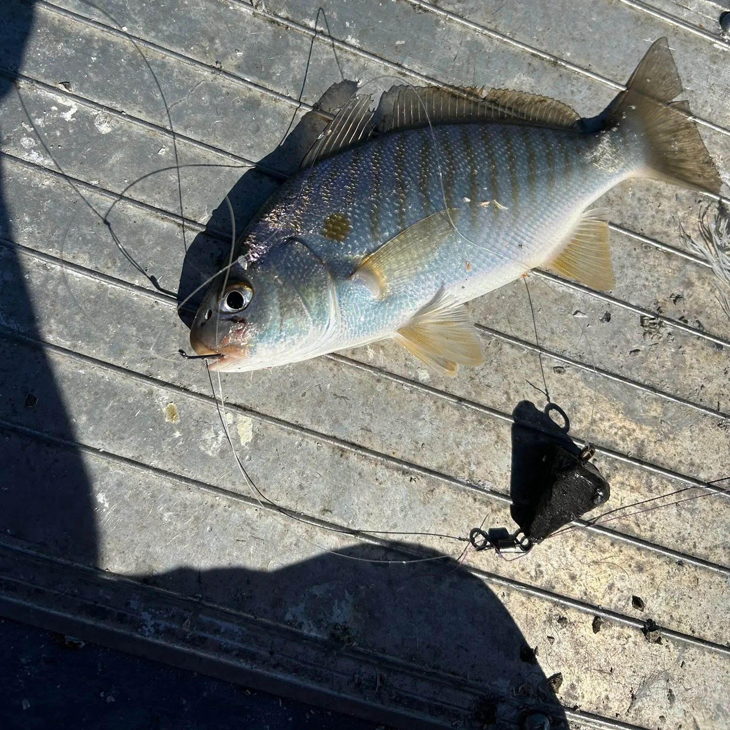 Spot croaker caught on Fishbrain