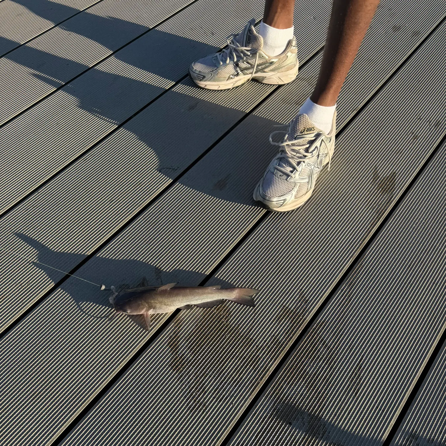 Channel catfish caught on Fishbrain