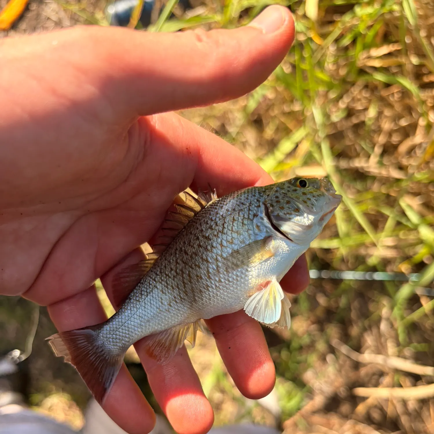 The most recent Spangled perch catches on Fishbrain