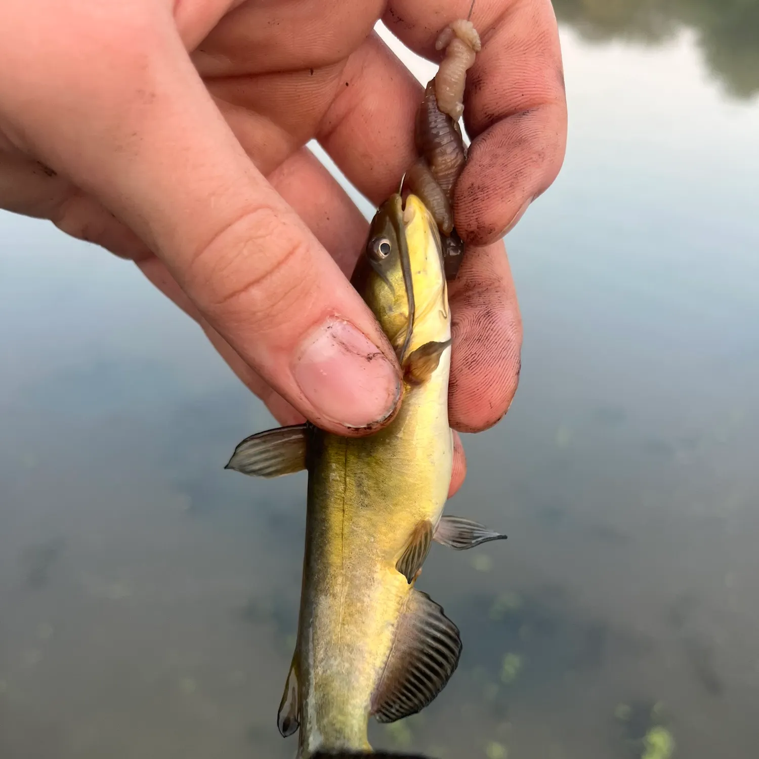 Yellow bullhead caught on Fishbrain