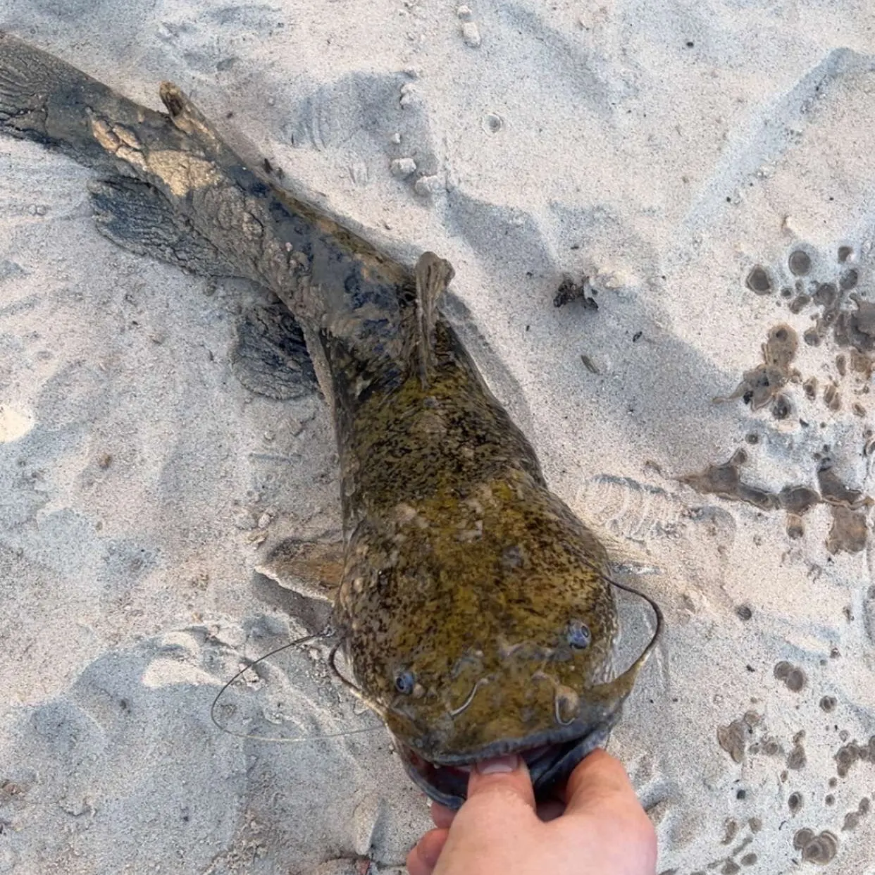 The most recent Flathead catfish catches on Fishbrain