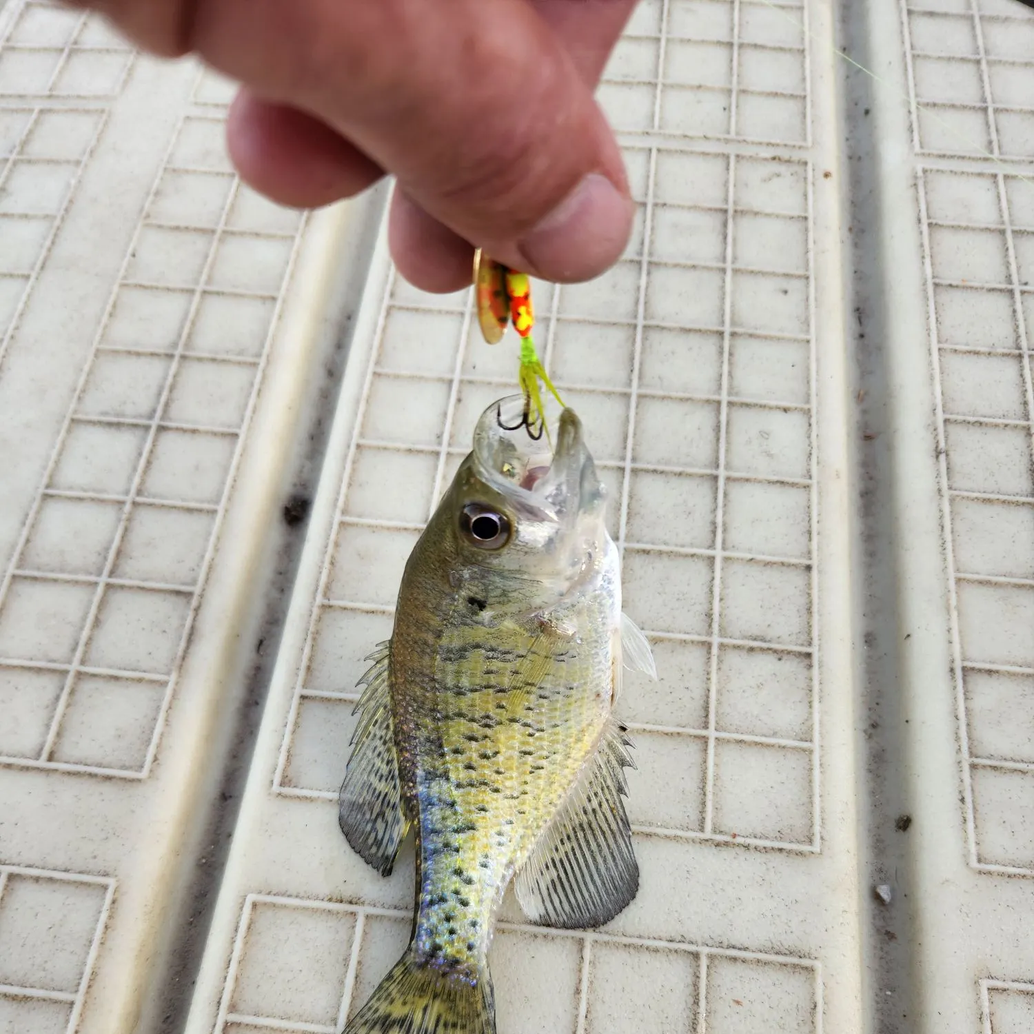 White crappie caught on Fishbrain