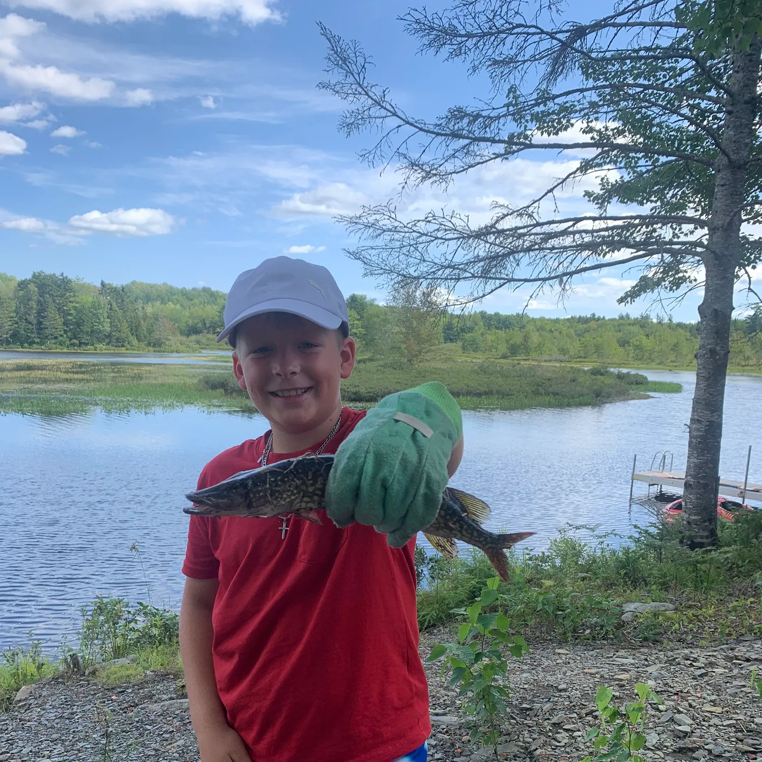 Chain pickerel caught on Fishbrain