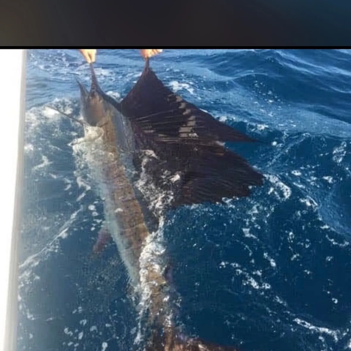 The most recent Atlantic sailfish catches on Fishbrain