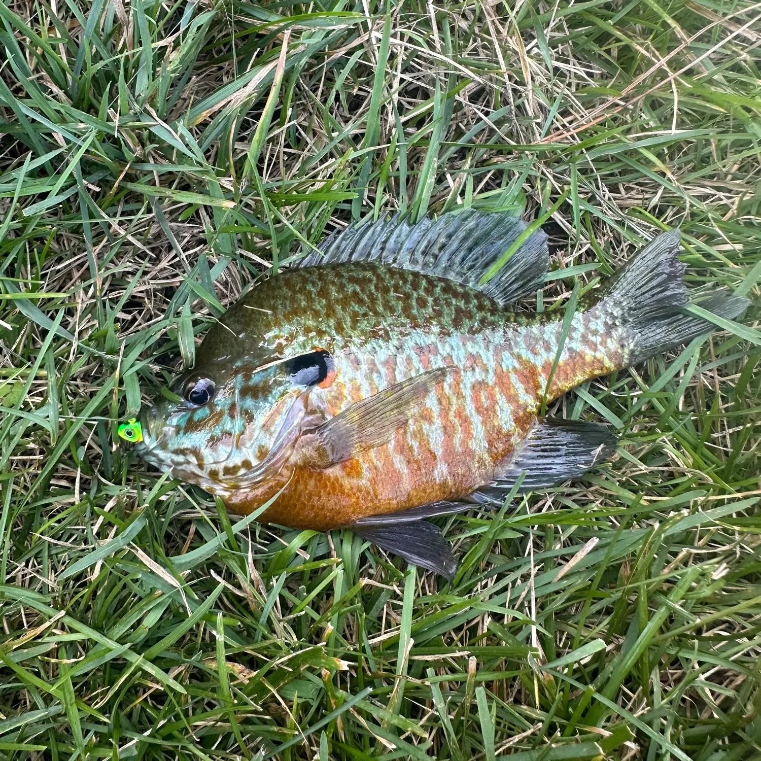 Bluegill caught on Fishbrain