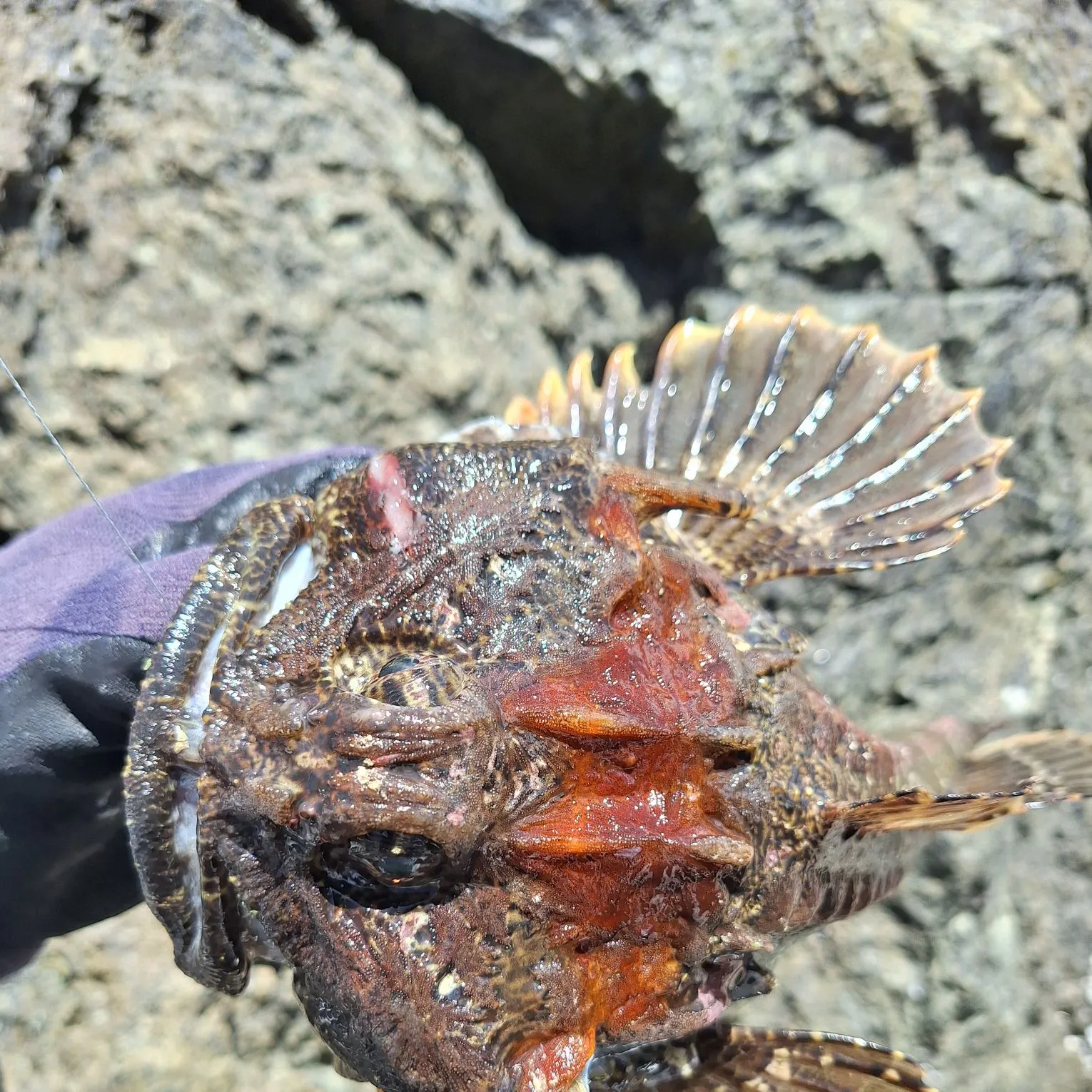 Buffalo sculpin caught on Fishbrain