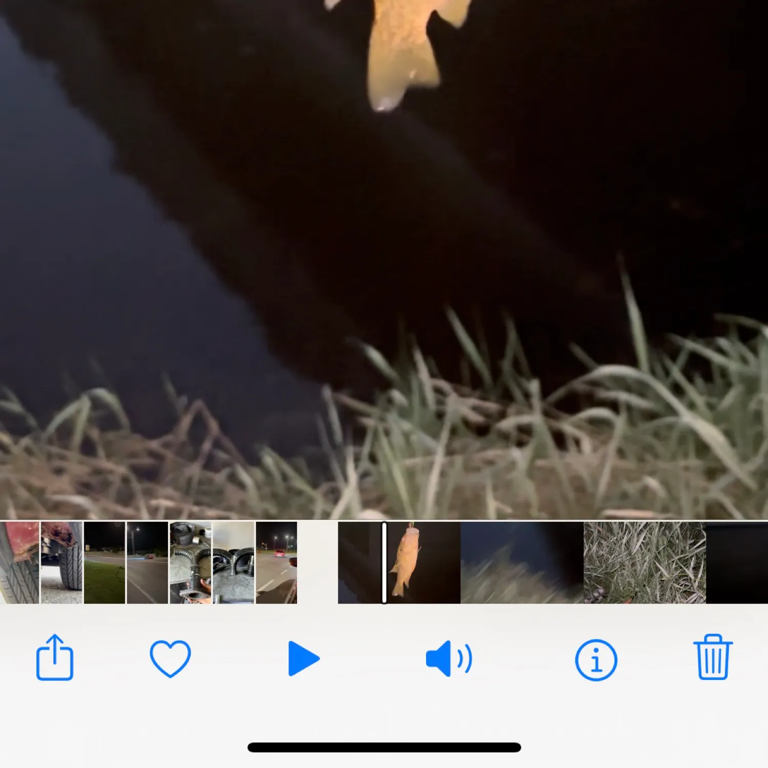 recently logged catches