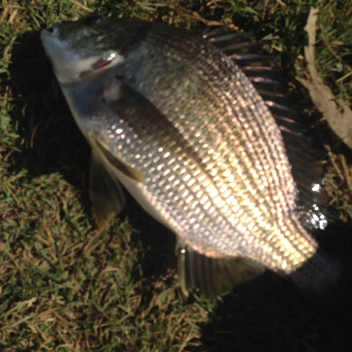 Southern black bream caught on Fishbrain
