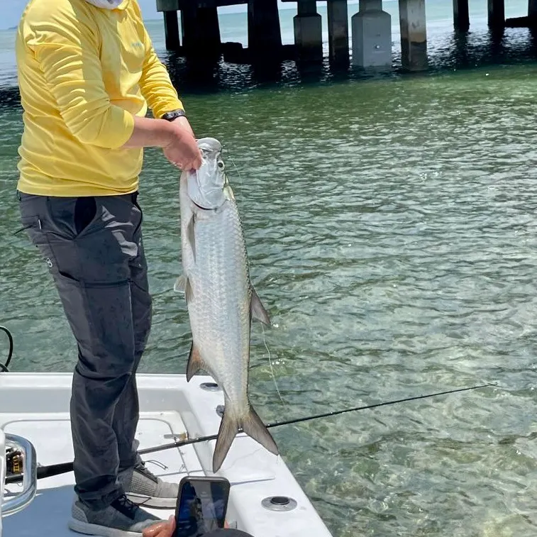 The most recent Tarpon catches on Fishbrain