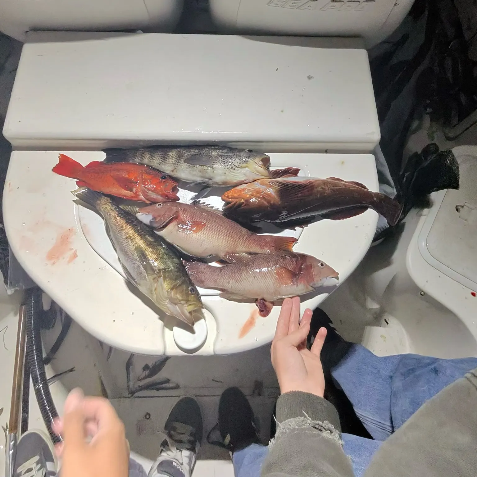 The most recent California sheephead catches on Fishbrain