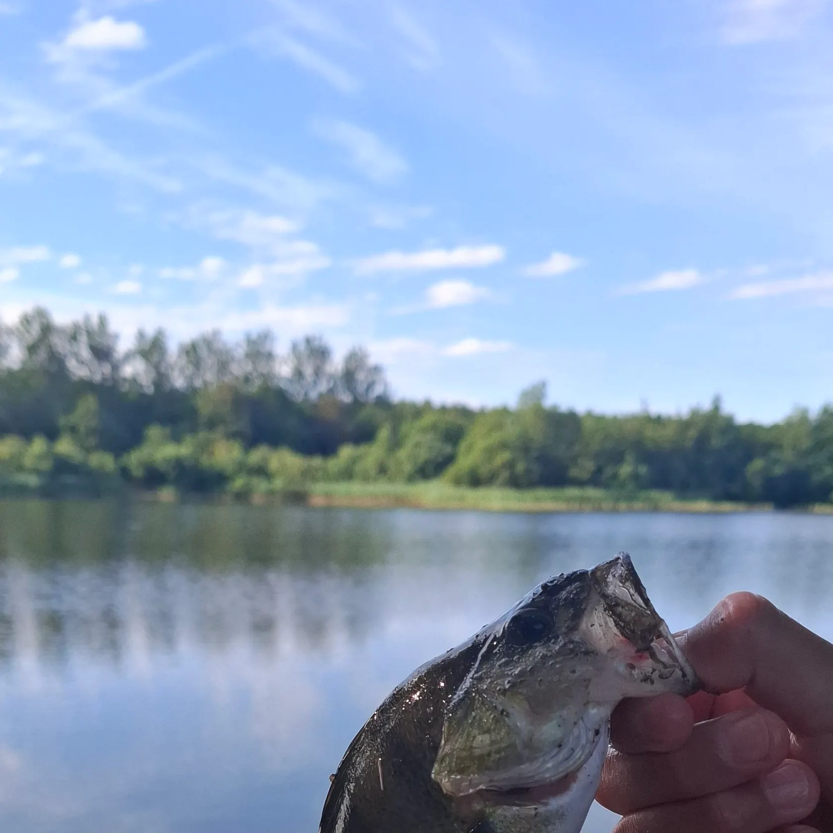 European perch caught on Fishbrain