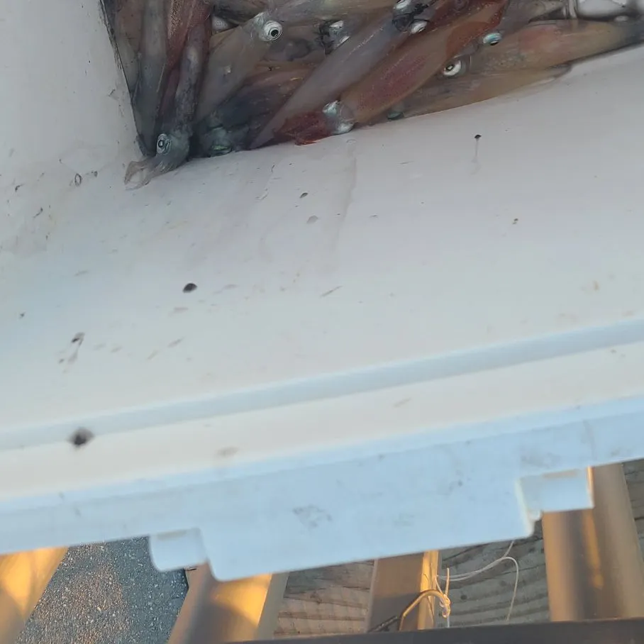 The most recent Gould's squid catches on Fishbrain