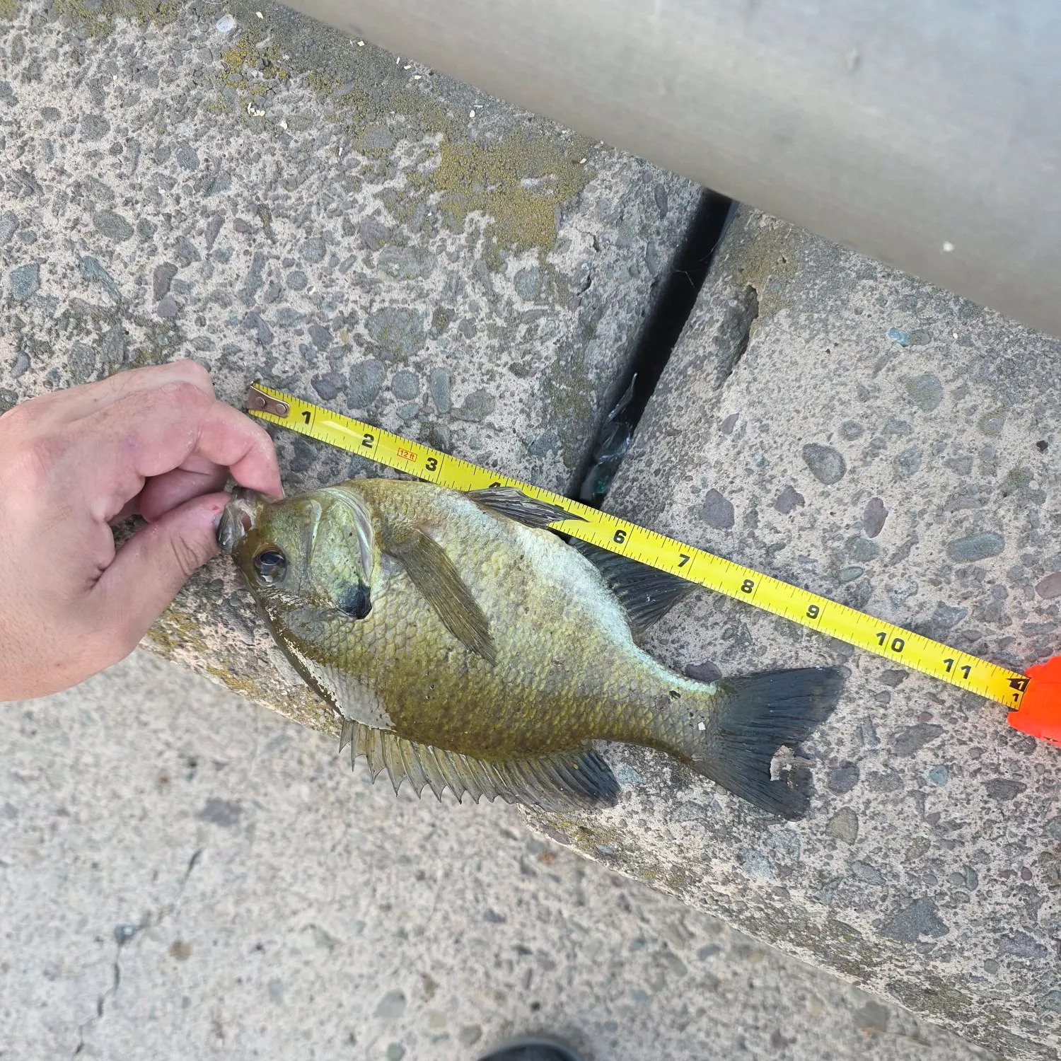 Bluegill caught on Fishbrain