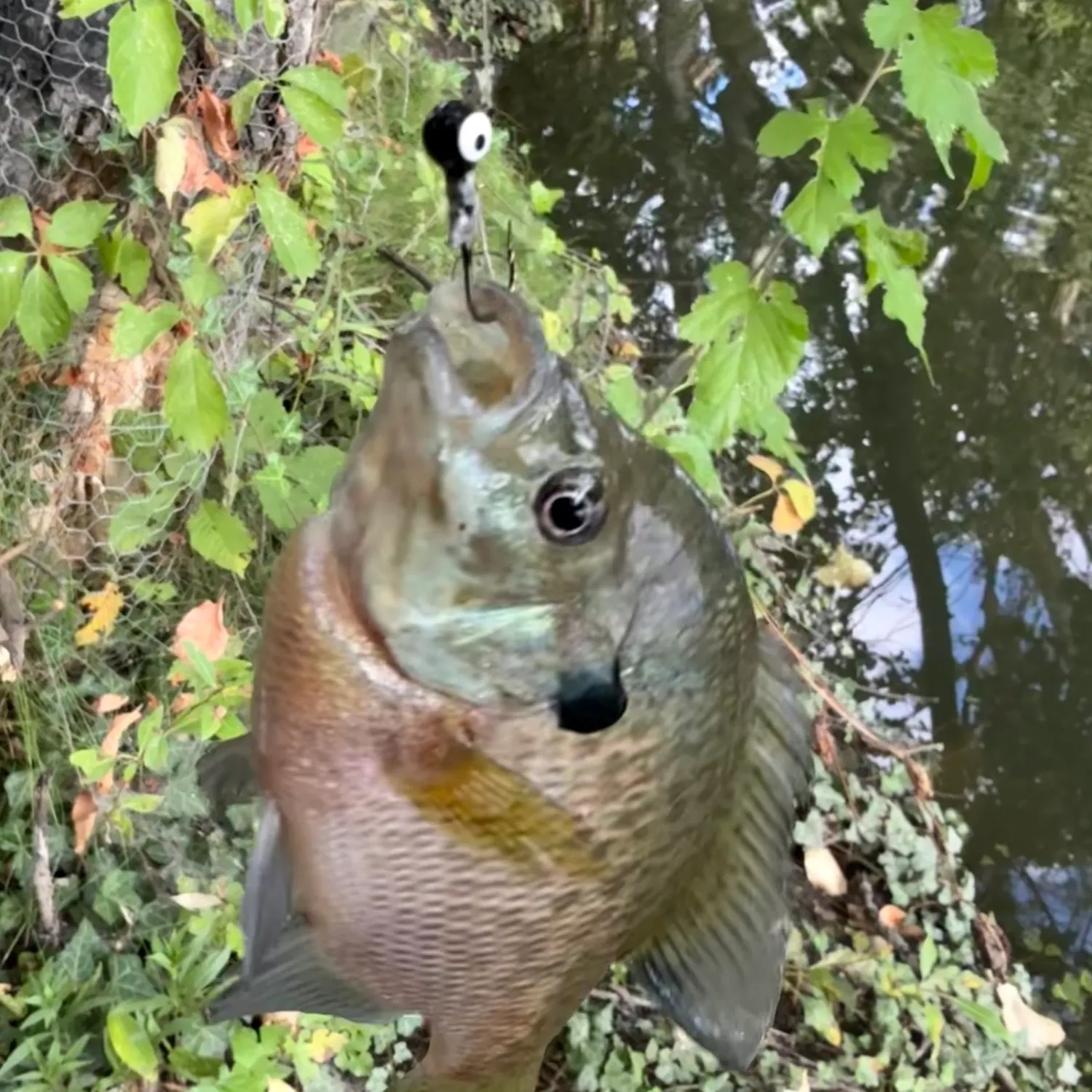 Bluegill caught on Fishbrain