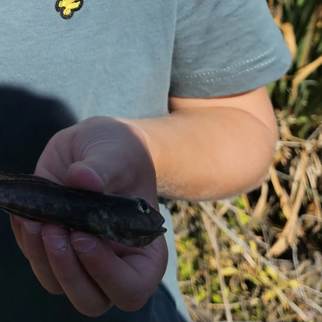 Round goby caught on Fishbrain