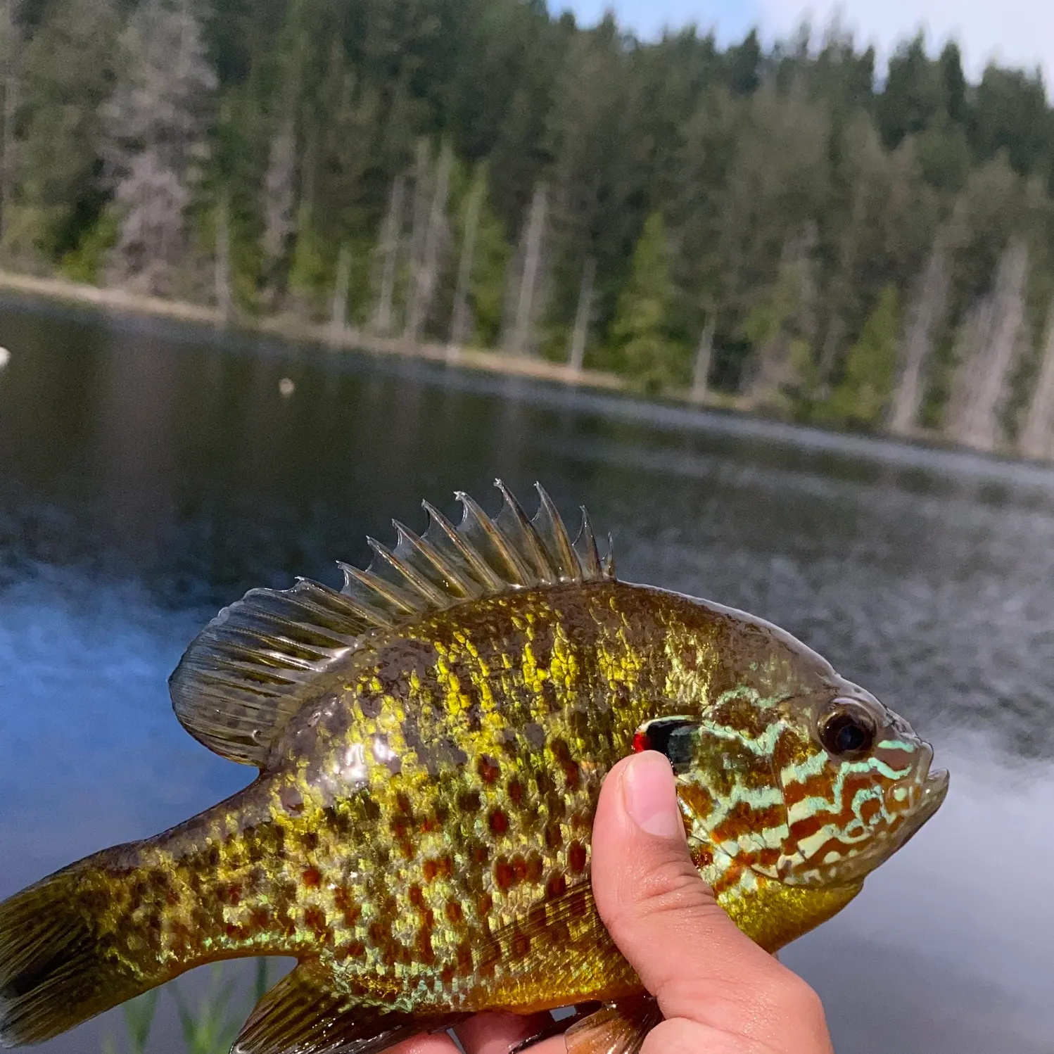 Fish caught on Fishbrain