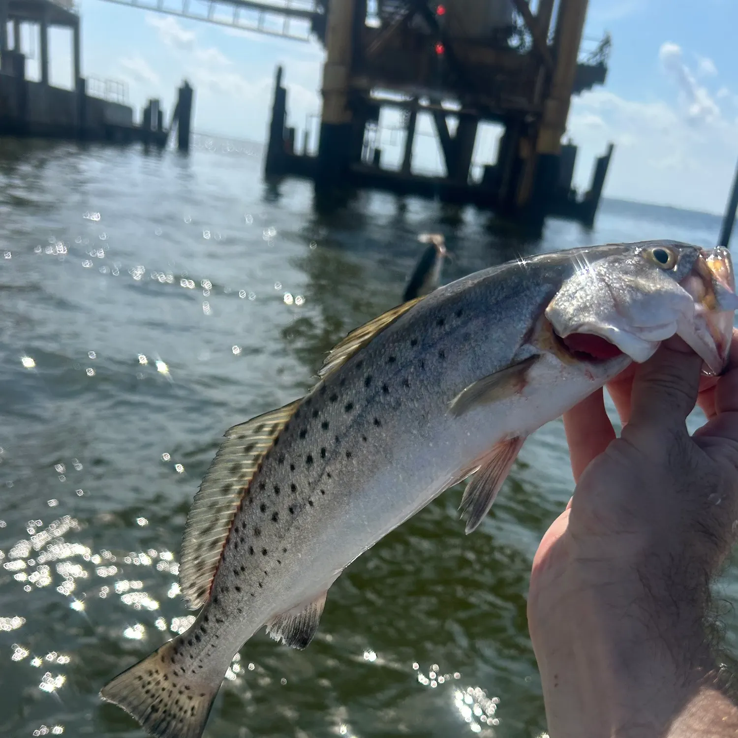 The most recent Spotted seatrout catches on Fishbrain