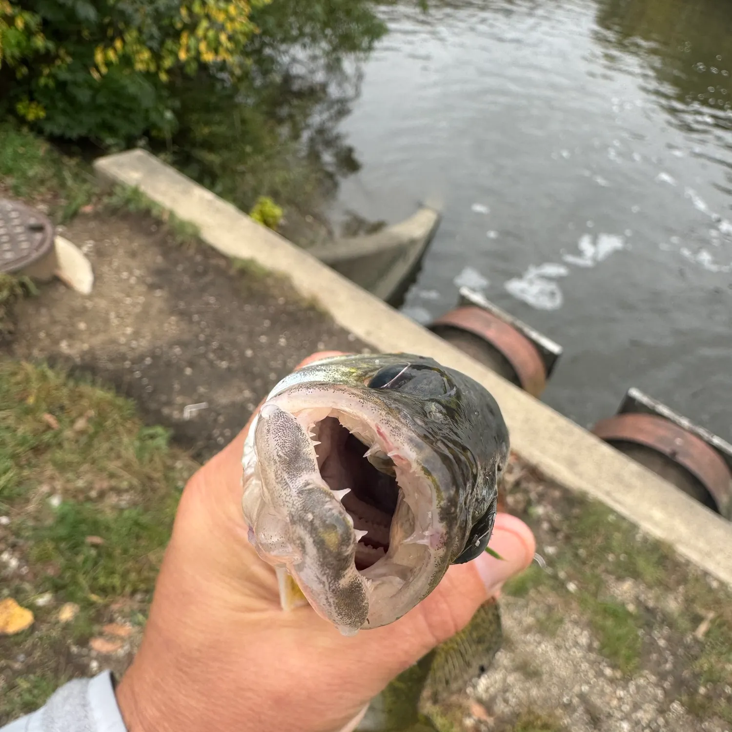 Walleye caught on Fishbrain