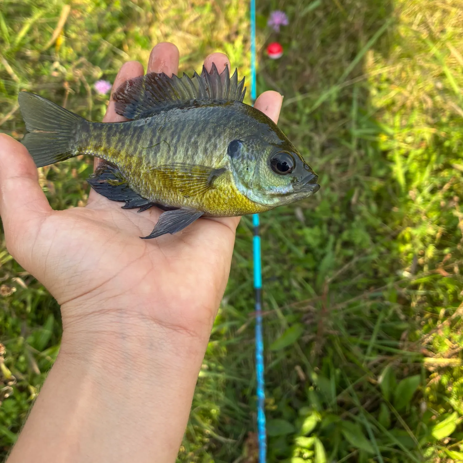 Bluegill caught on Fishbrain