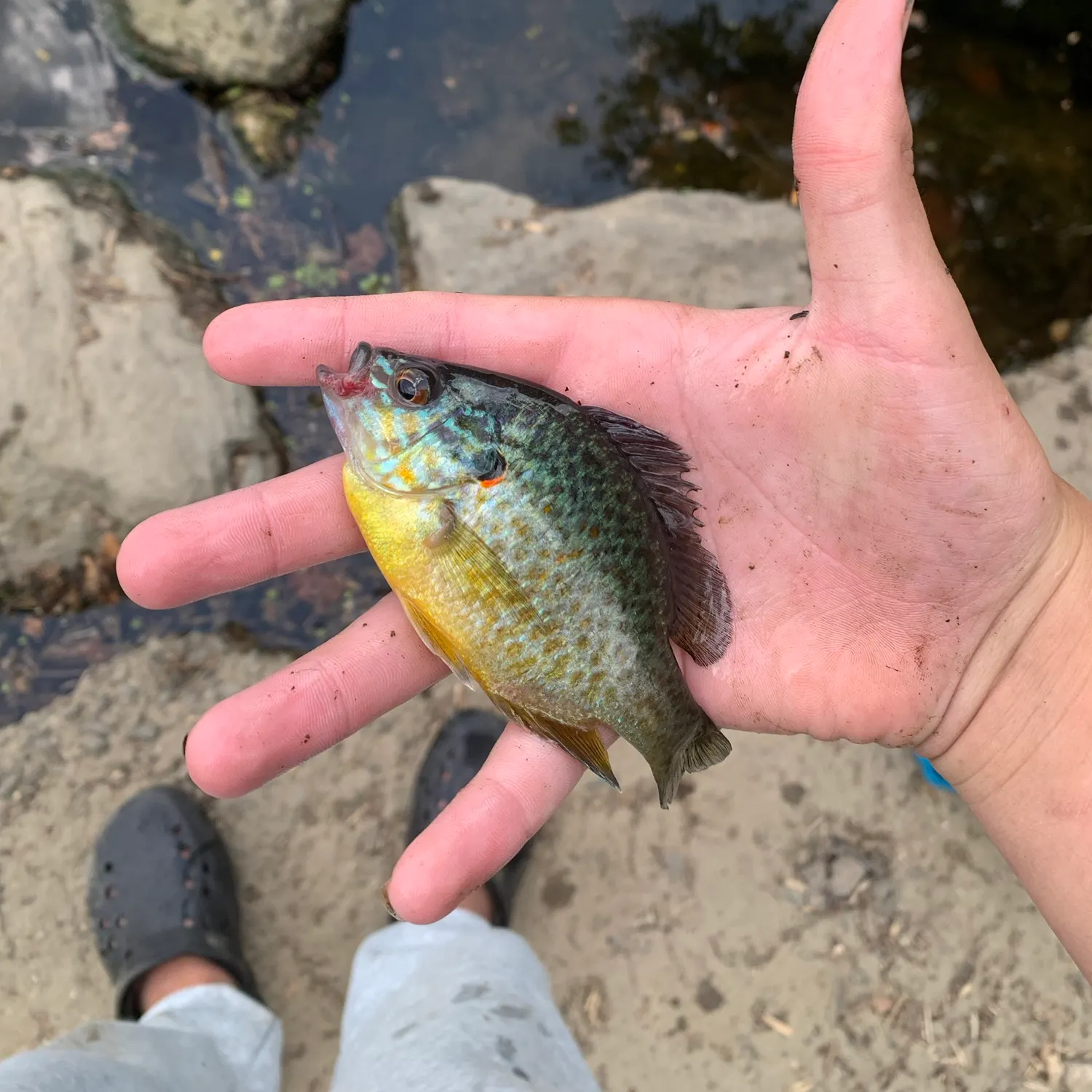 Pumpkinseed caught on Fishbrain