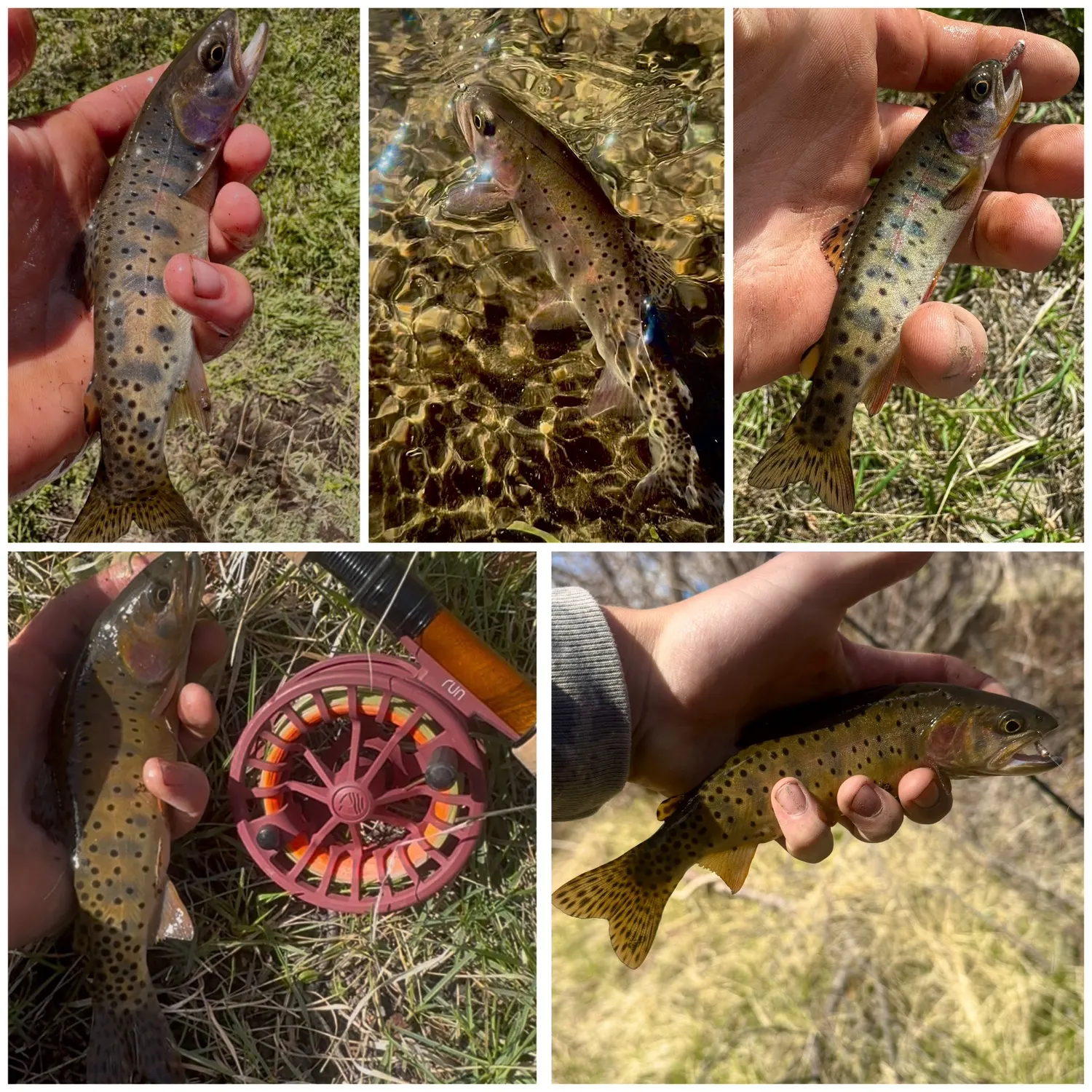 The most recent Yellowstone cutthroat trout catches on Fishbrain