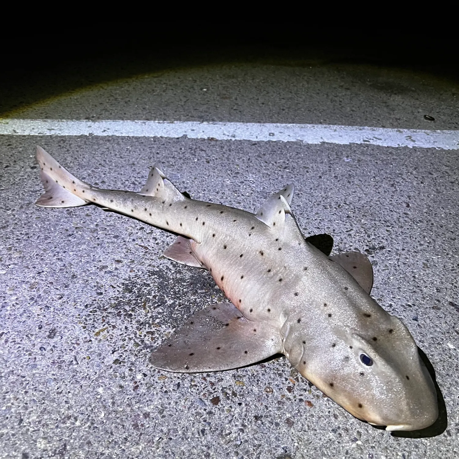 The most popular recent Horn shark catch on Fishbrain