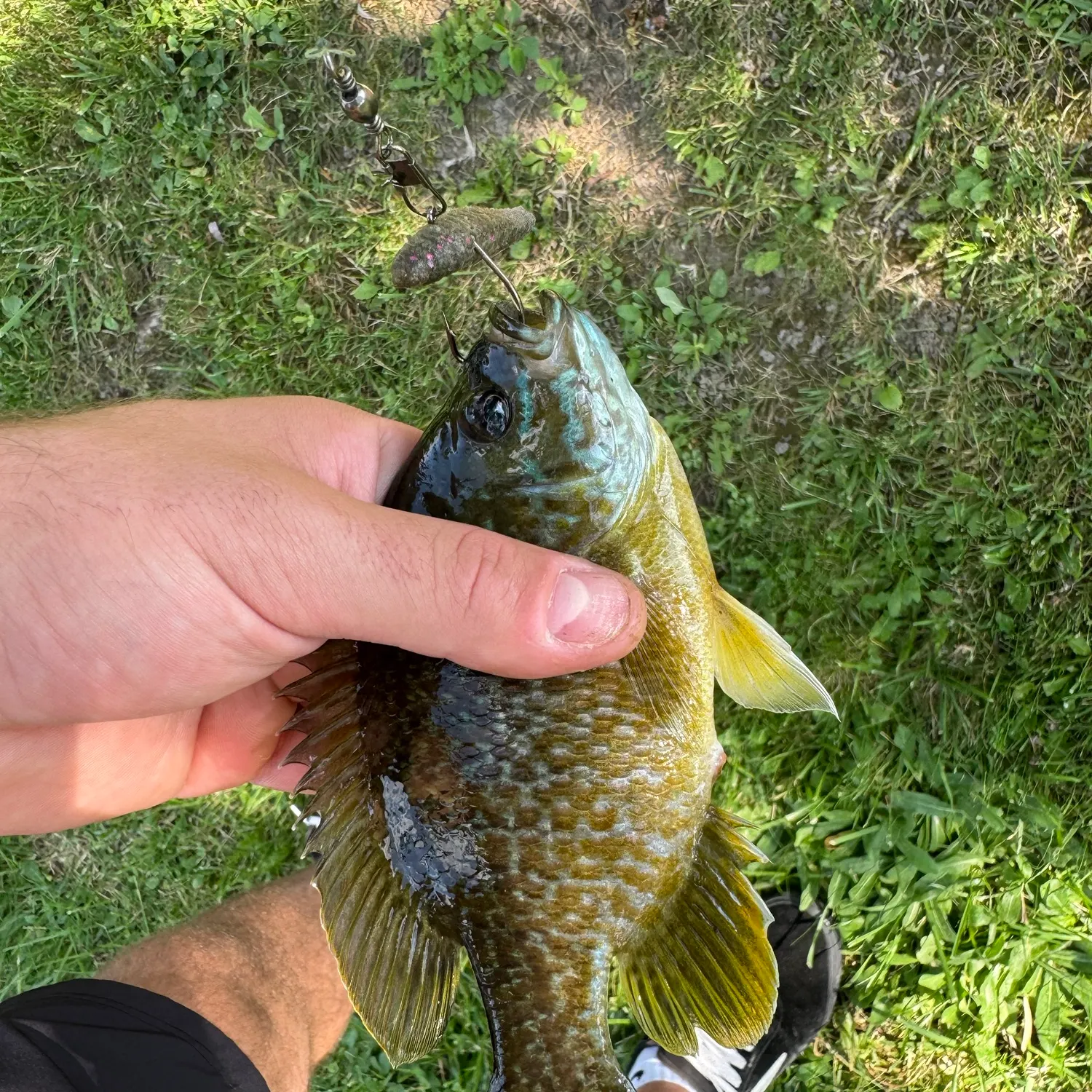 Greengill hybrid caught on Fishbrain
