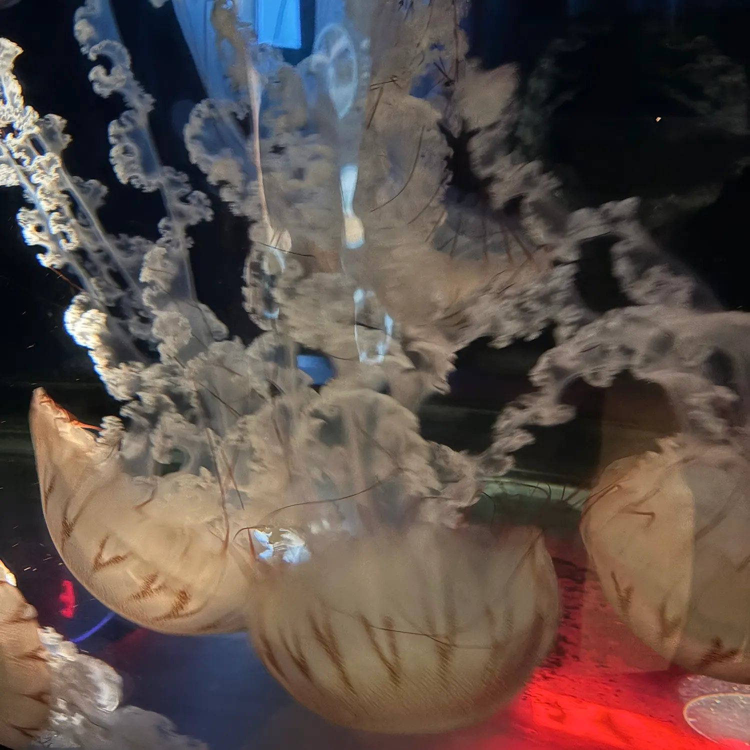 The most recent Pacific jellynose fish catches on Fishbrain
