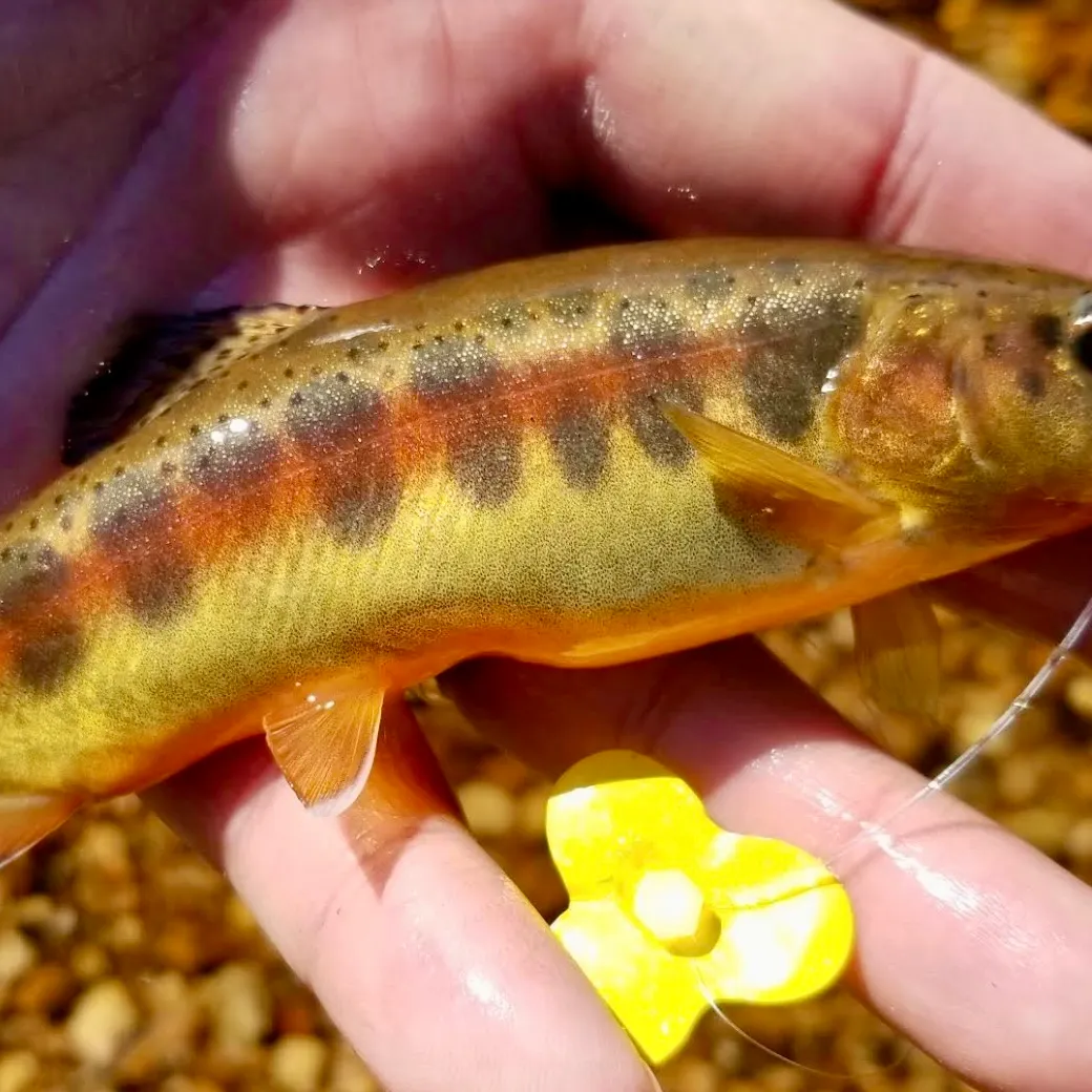 The most recent Golden trout catches on Fishbrain
