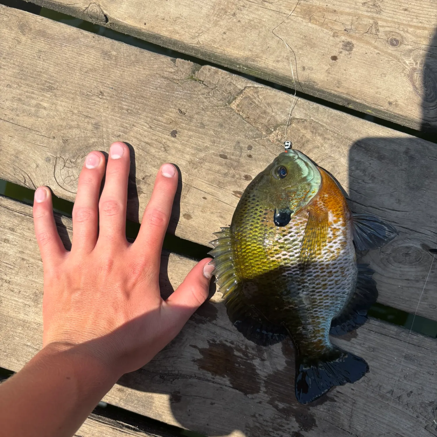 recently logged catches