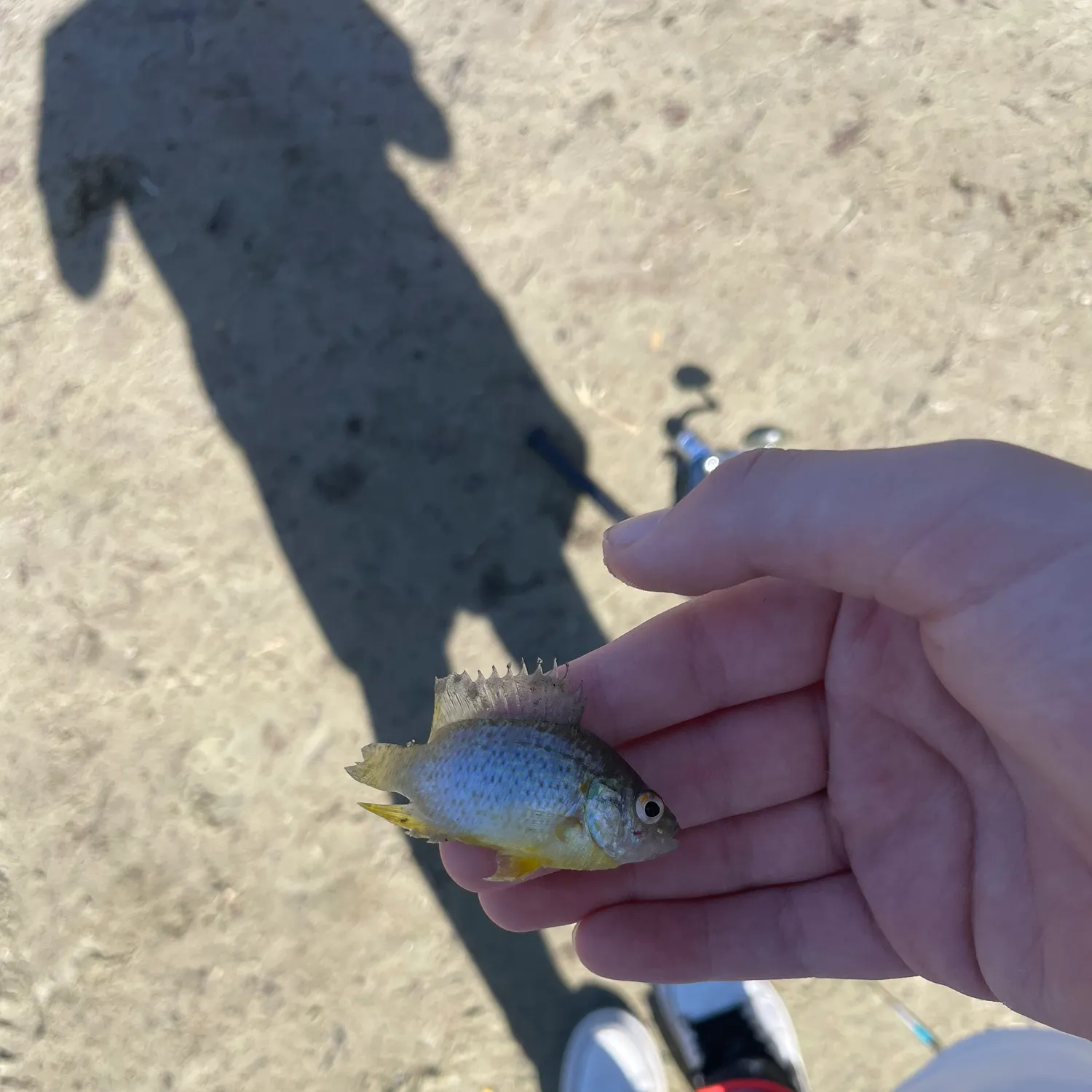 Pumpkinseed caught on Fishbrain