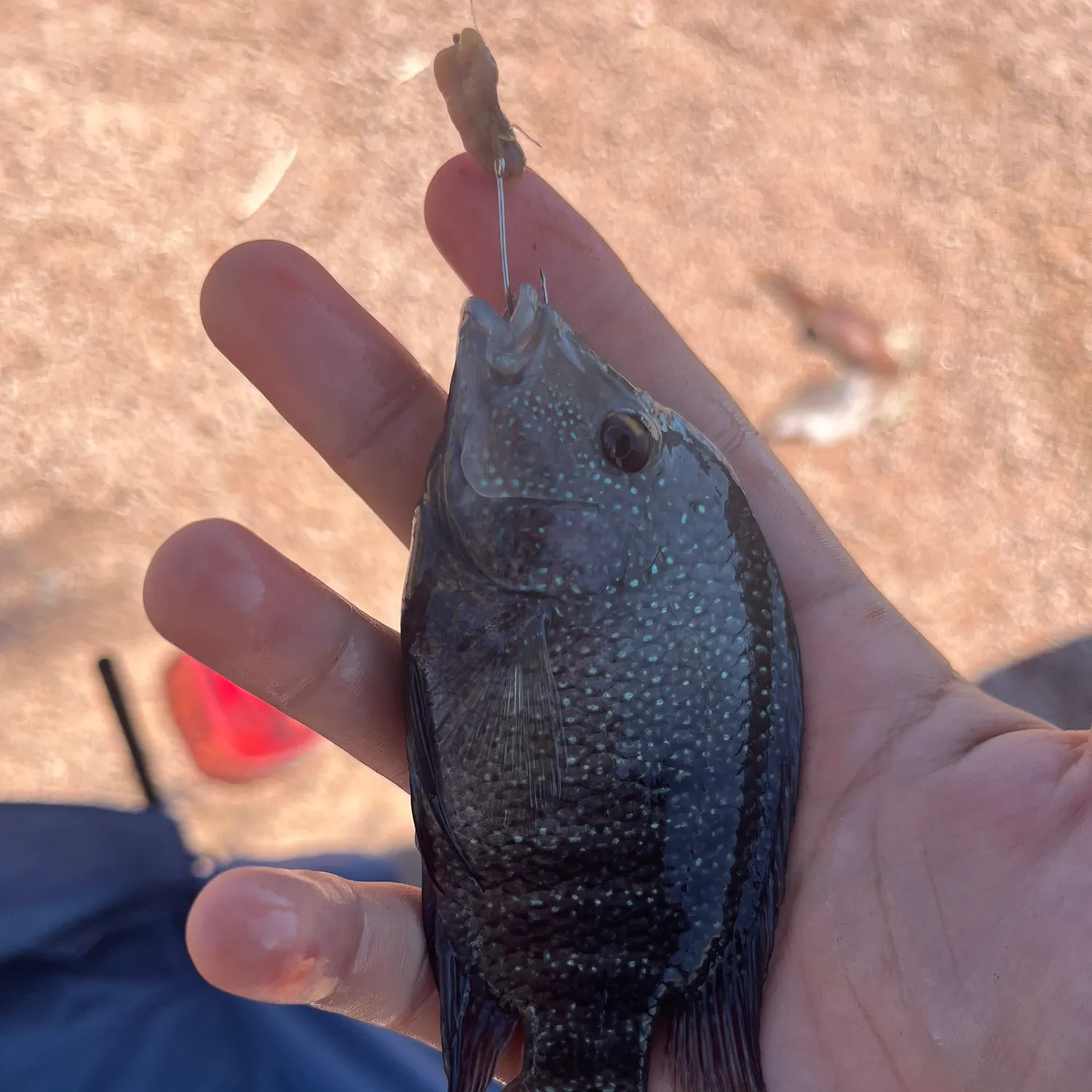 The most recent Rio Grande cichlid catches on Fishbrain