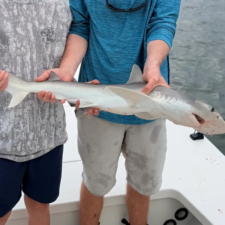 Scalloped hammerhead shark caught on Fishbrain
