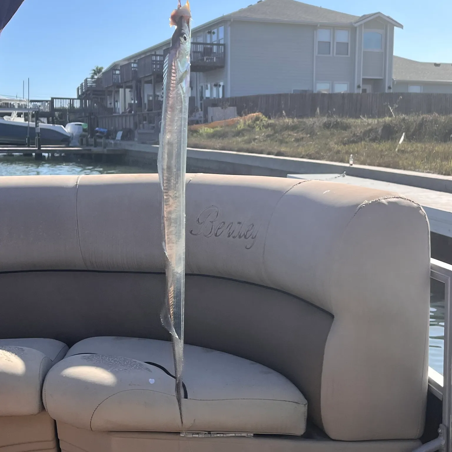 The most recent Atlantic cutlassfish catches on Fishbrain