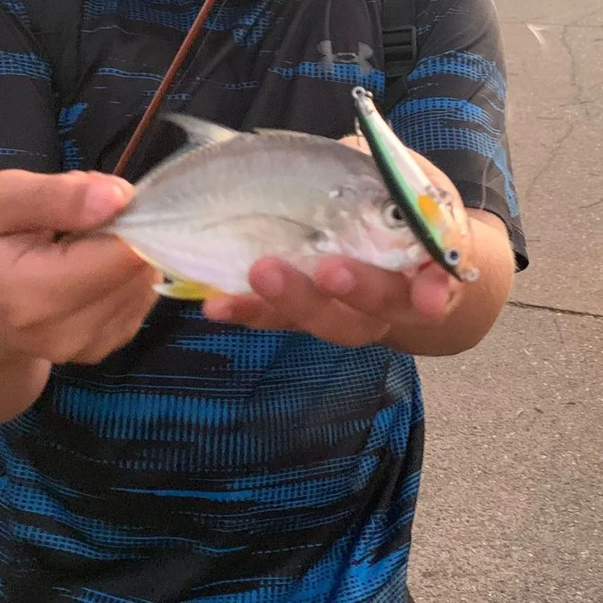 The most recent Bigeye trevally catches on Fishbrain
