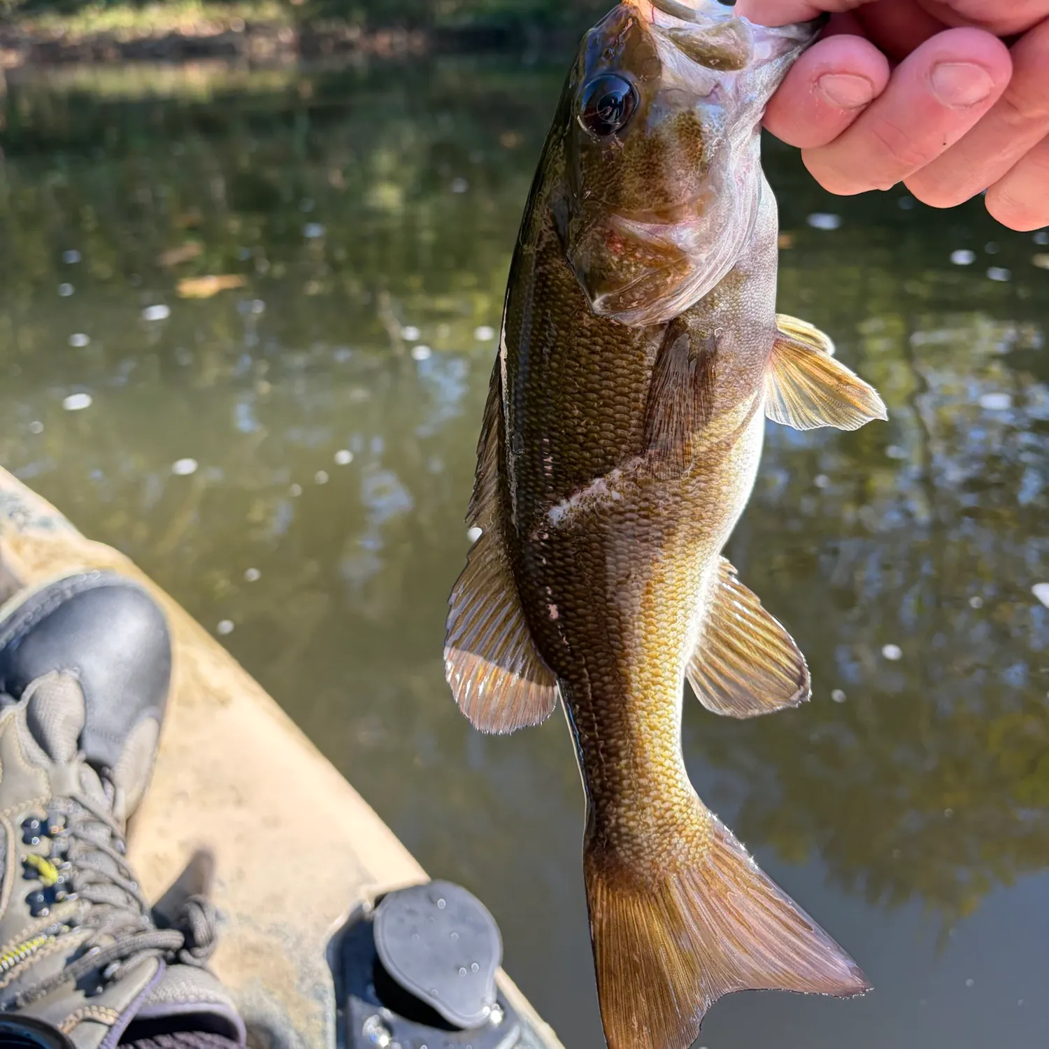 Smallmouth bass caught on Fishbrain