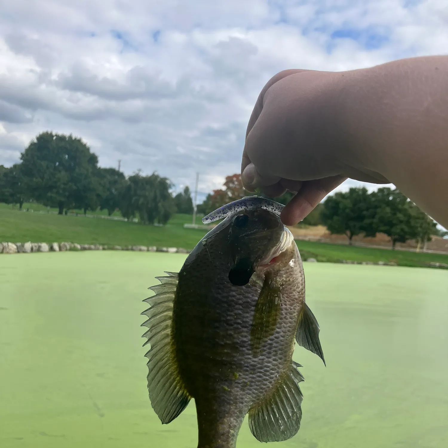 Bluegill caught on Fishbrain