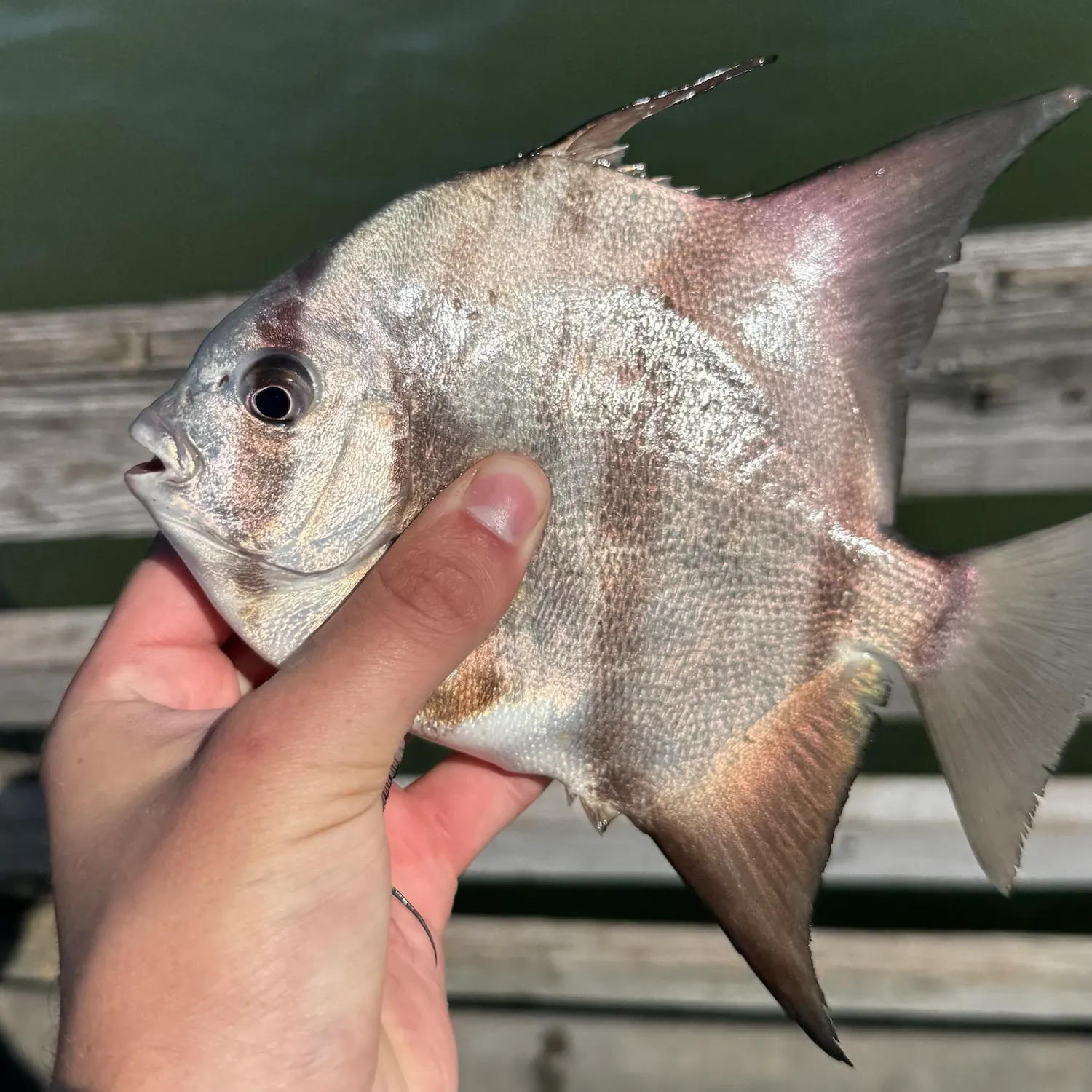 Atlantic spadefish caught on Fishbrain