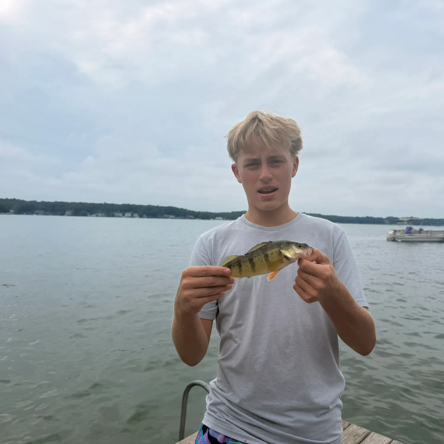 Yellow perch caught on Fishbrain