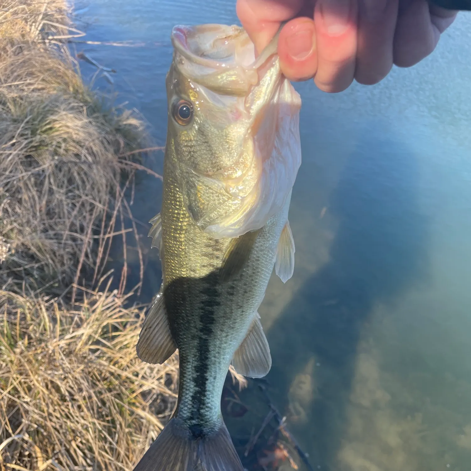 The most recent Spotted bass catches on Fishbrain