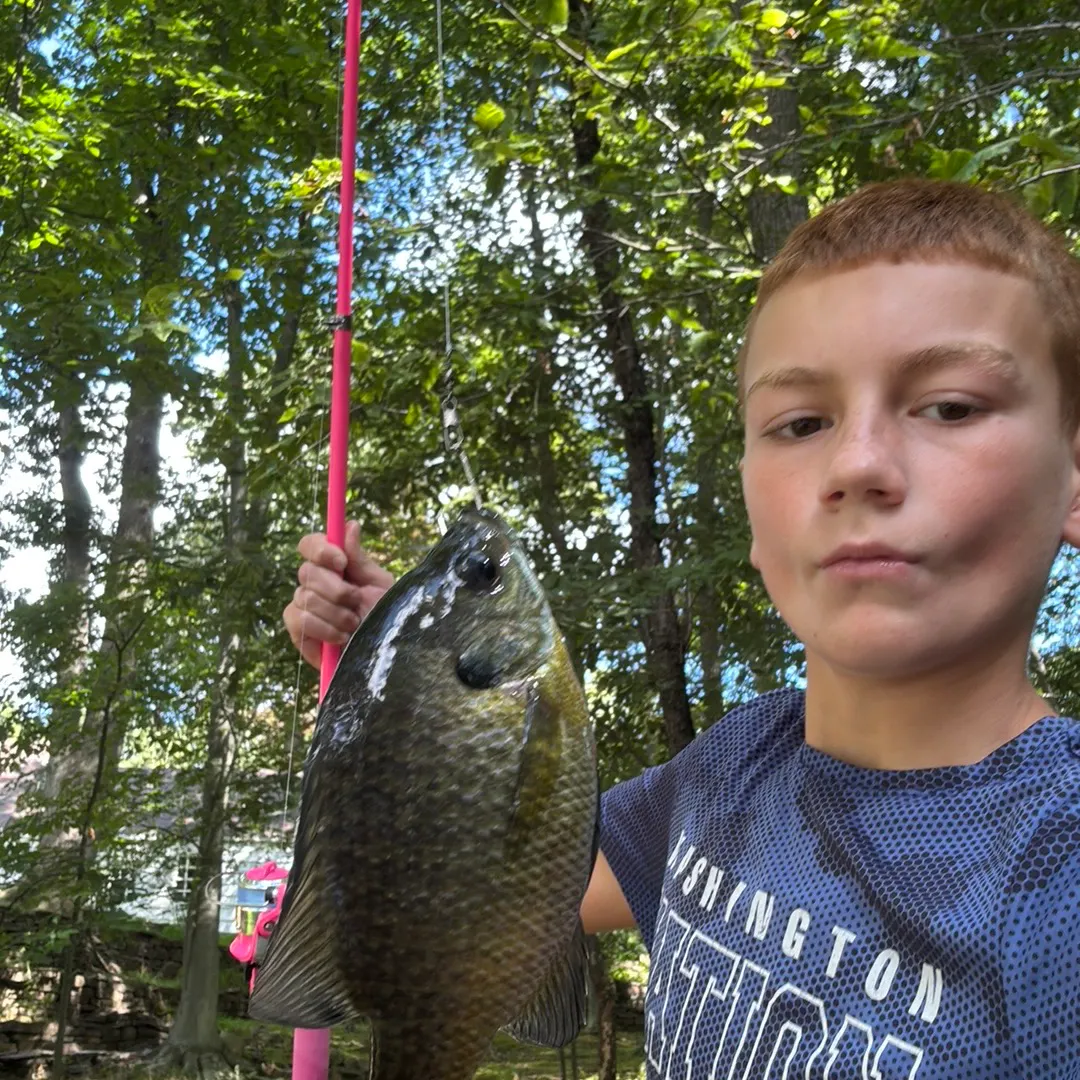 Bluegill caught on Fishbrain