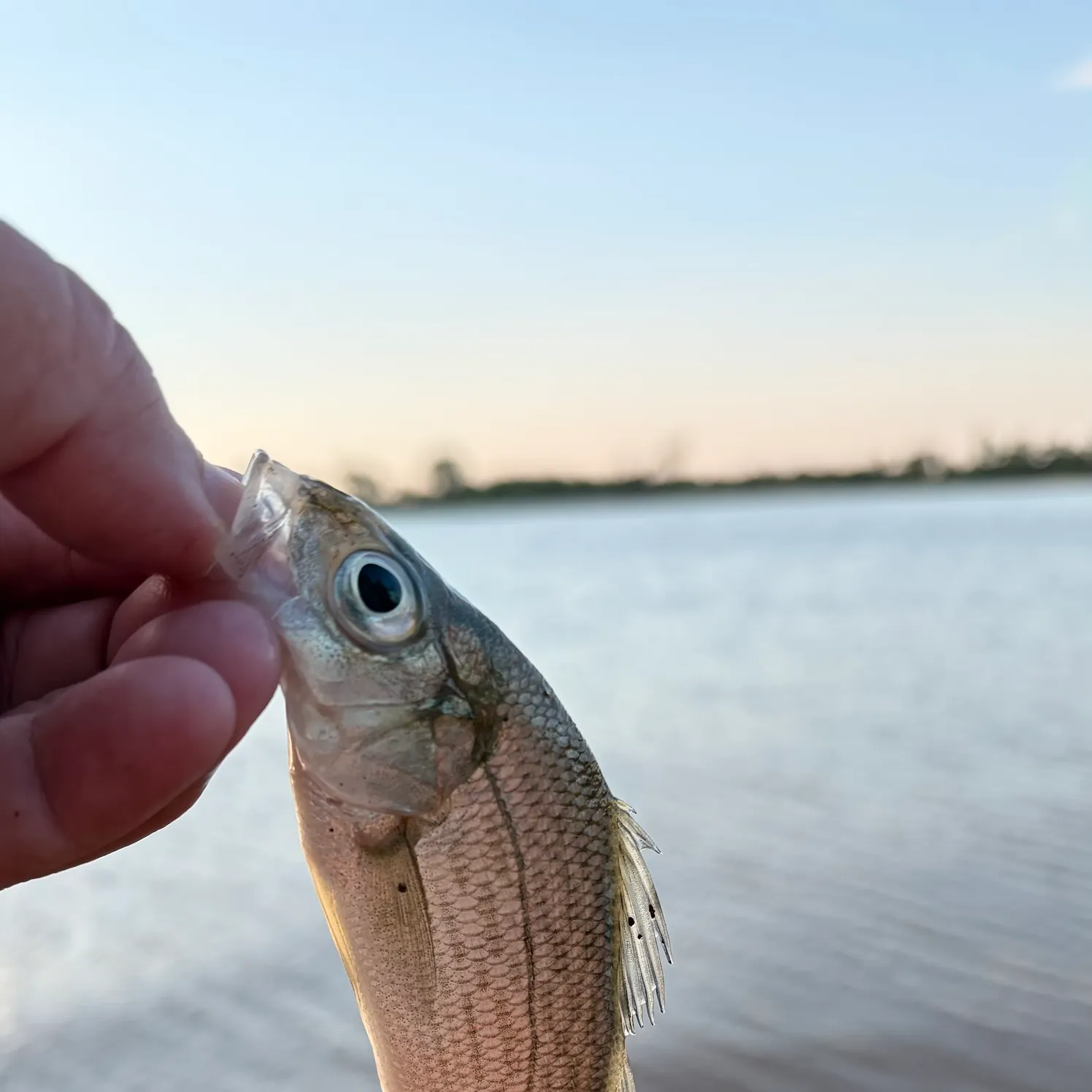 White perch caught on Fishbrain