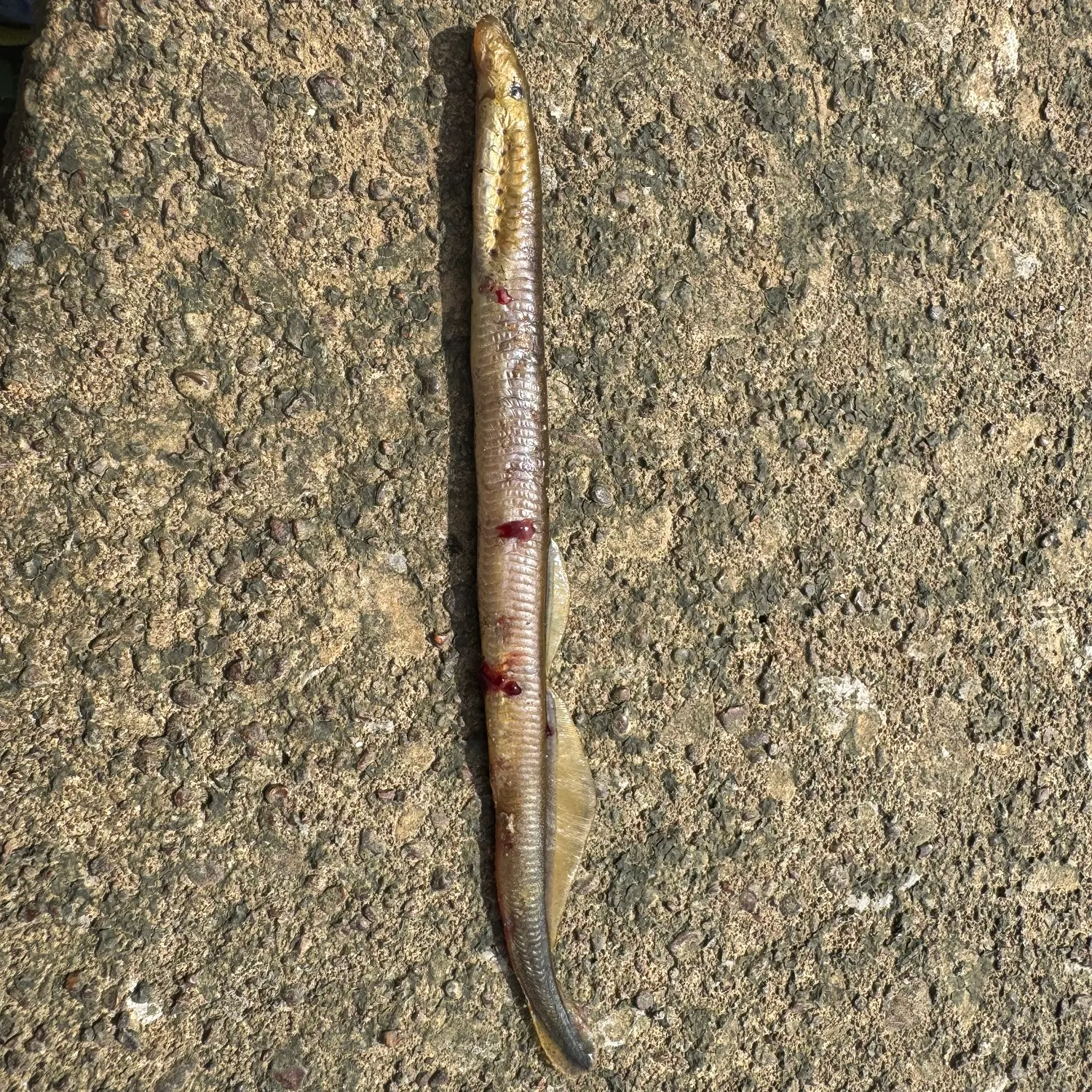 The most recent American brook lamprey catches on Fishbrain