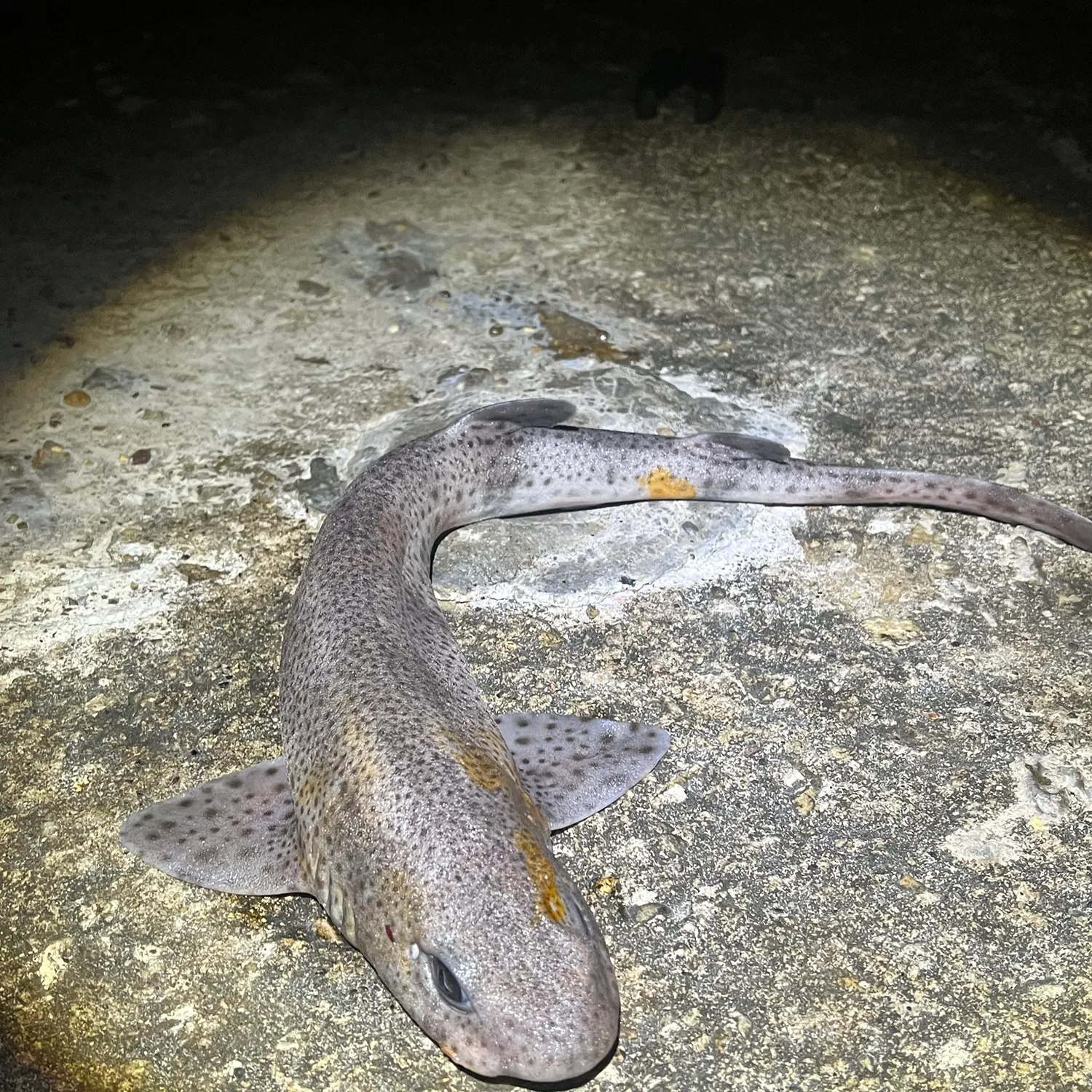 The most recent Lesser spotted dogfish catches on Fishbrain