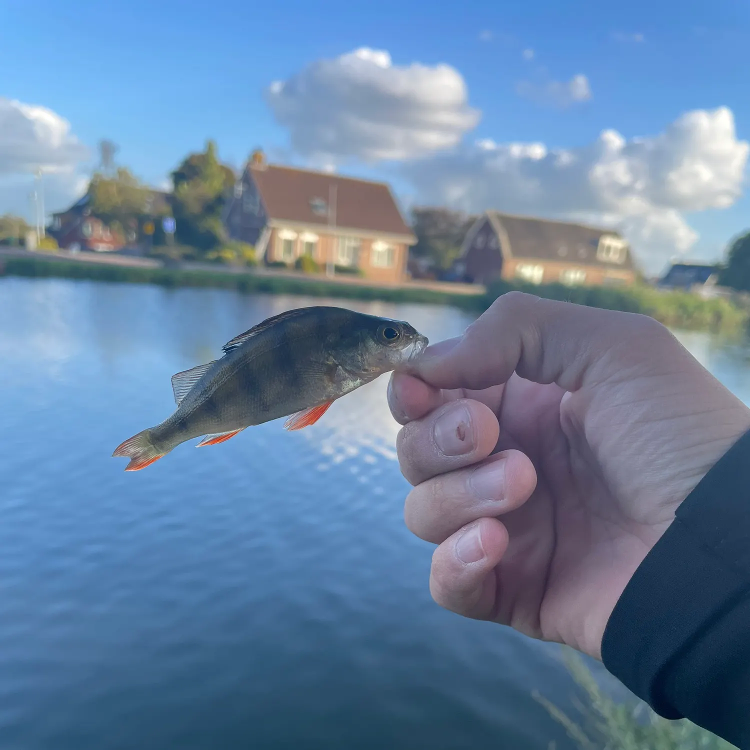 European perch caught on Fishbrain