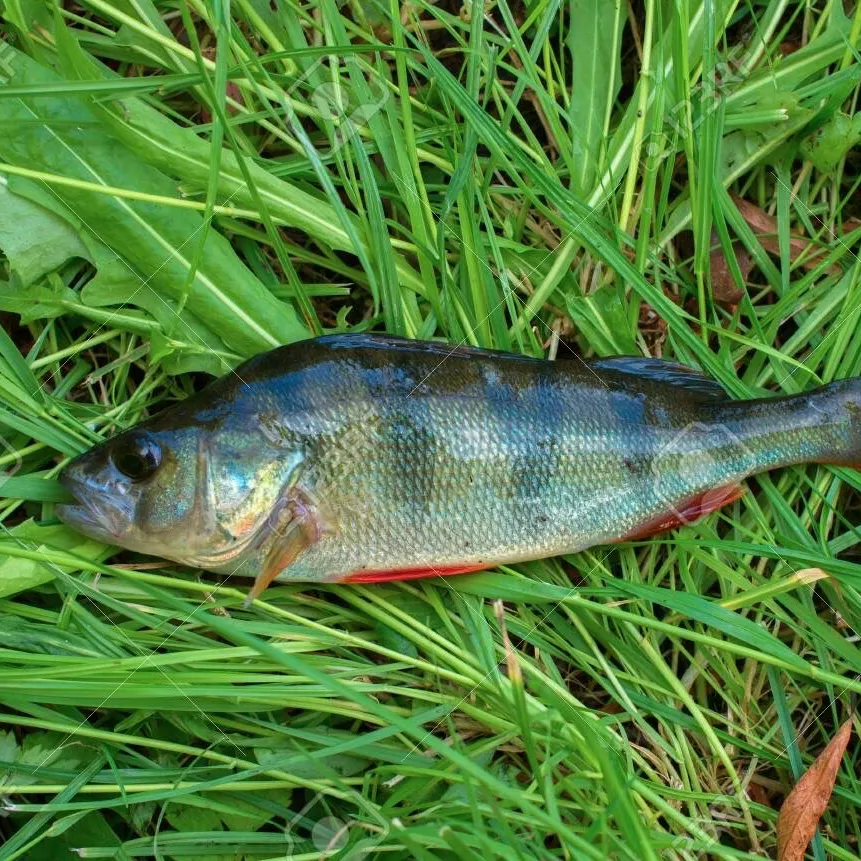 European perch caught on Fishbrain