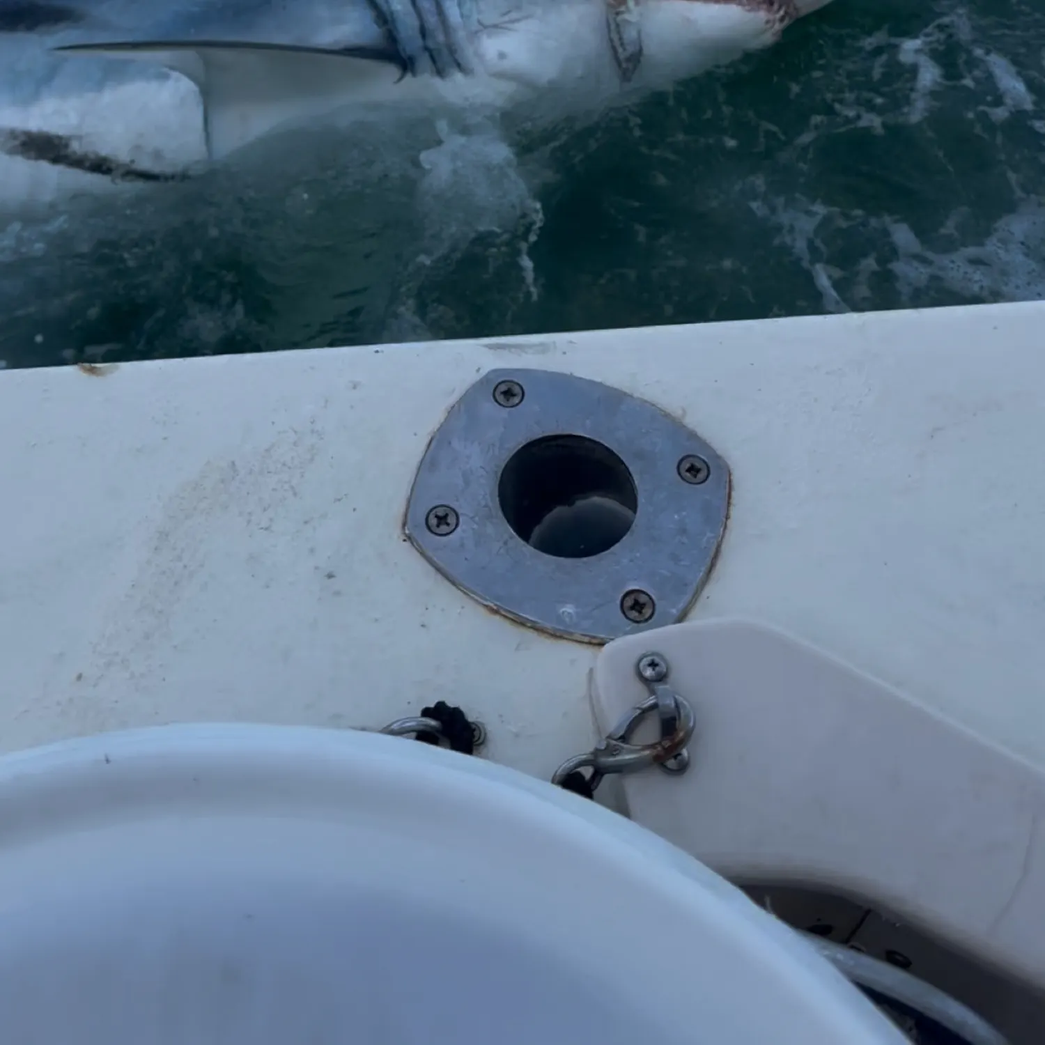 The most recent Shortfin mako shark catches on Fishbrain