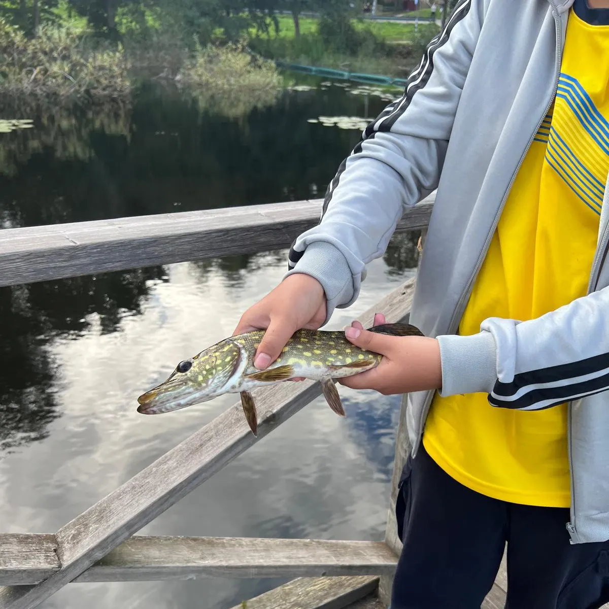 Northern pike caught on Fishbrain